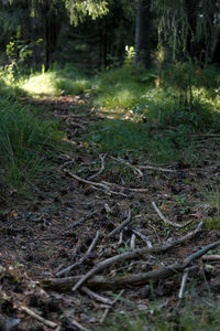 Plants growing on field in forest