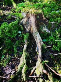 View of tree roots in forest