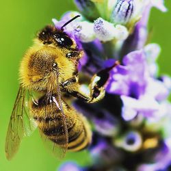 Close-up of bee pollinating on purple flower