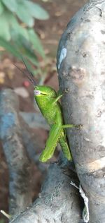 Close-up of lizard on tree