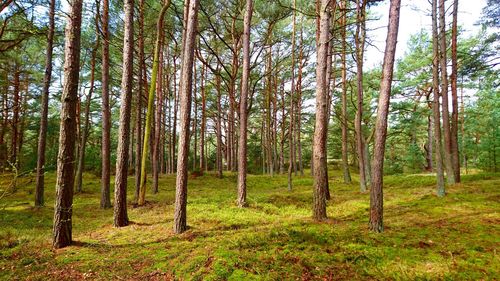 Trees in forest