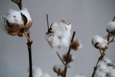 Close-up of white flowers