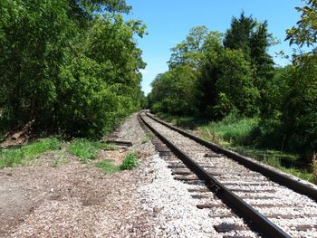 Railroad track amidst trees