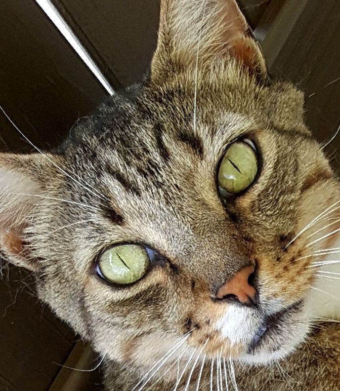 CLOSE-UP PORTRAIT OF CAT IN INDOORS