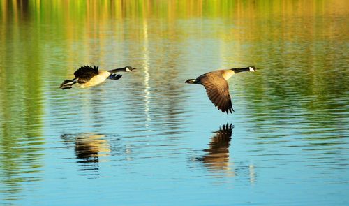 Birds in calm water