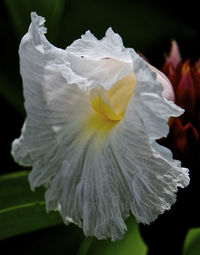 Close-up of white flowers