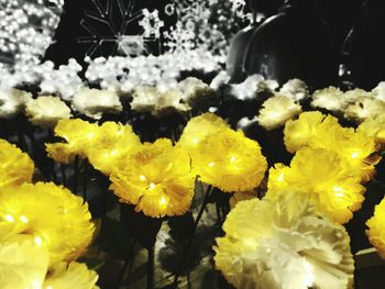 Close-up of yellow flowers blooming outdoors