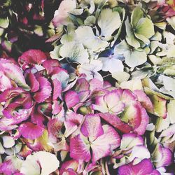 Close-up of fresh pink flower bouquet