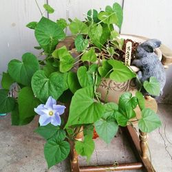 Plant growing on a wall