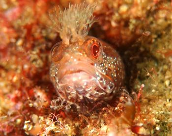 Close-up of crab on sea