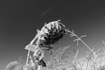 Close-up of wilted plant against sky