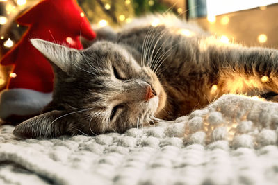Cute tabby cat lying on woolen plaid near christmas tree with christmas lights in background.