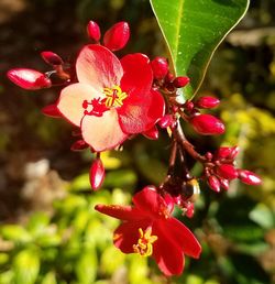 Close-up of red flowers