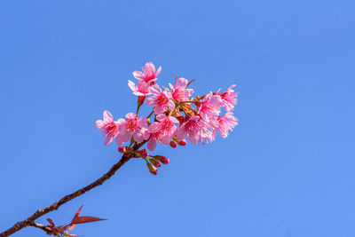 Low angle view of pink cherry blossoms against clear blue sky
