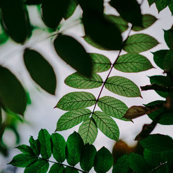 Close-up of leaves against blurred background