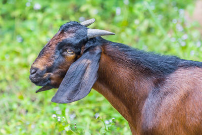 Close-up of a horse on field