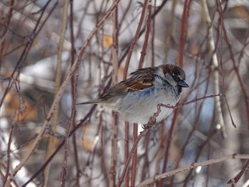 Close-up of bird perching on branch