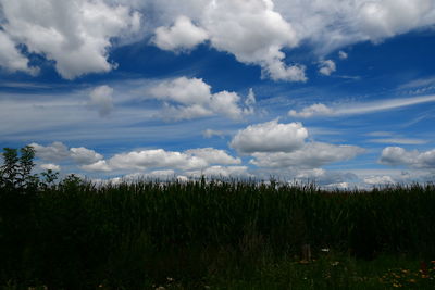 Plants growing on land against sky