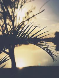 Close-up of silhouette plant against sky at sunset