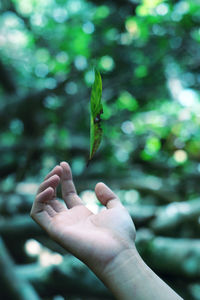 Cropped image of hand catching leaf