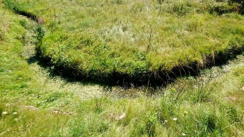 High angle view of trail on grassy field