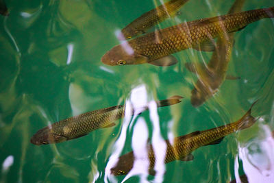 Close-up of fish swimming in aquarium