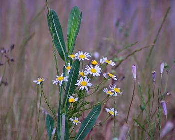 Close-up of purple flowering plant on field