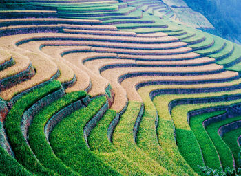 Full frame shot of rice field