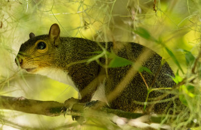 Squirrel hiding in tree.