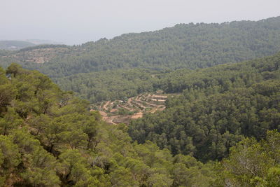 High angle view of trees in forest