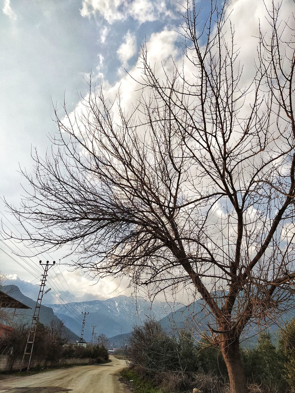 LOW ANGLE VIEW OF TREES AGAINST SKY