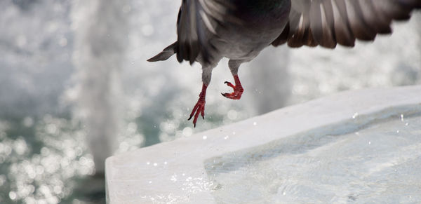 View of bird flying over water