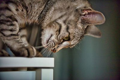 Close-up of cat resting at home