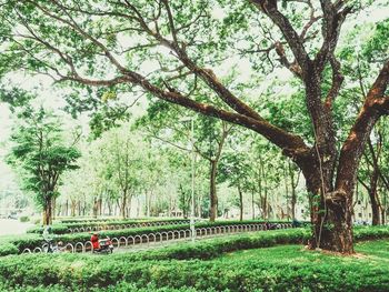 Trees in park