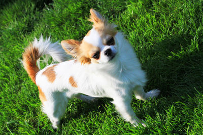 Full length of a dog lying on grass