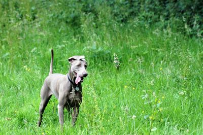 Dog running in grassy field