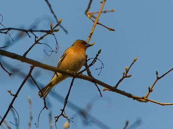 Low angle view of bird perching on branch