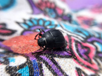 Close-up of black butterfly
