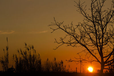 Silhouette bare trees against sky during sunset