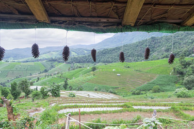 Scenic view of agricultural field