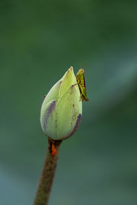 Close-up of flower bud