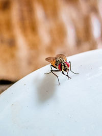 Close-up of housefly