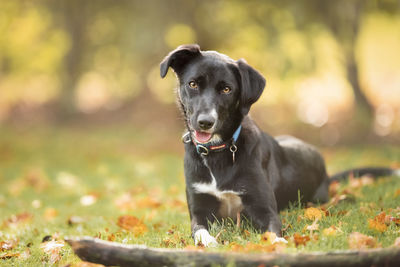 Portrait of dog sitting on grass