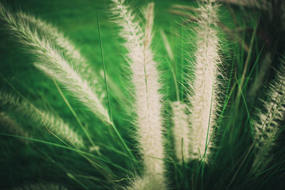 Close-up of fresh green plants