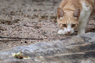 Close-up portrait of cat