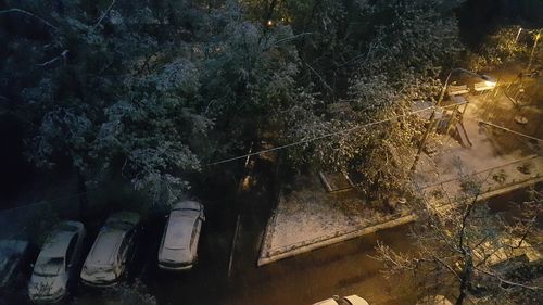 High angle view of trees in winter