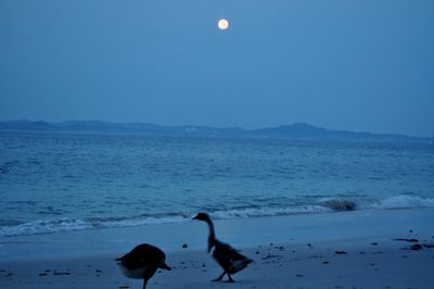 Swans in sea against blue sky