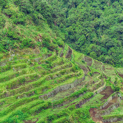 High angle view of trees on field