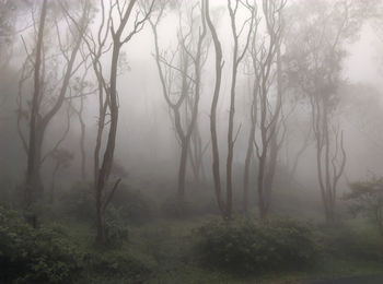 Beautiful foggy forest, ponmudi hill station thiruvananthapuram kerala