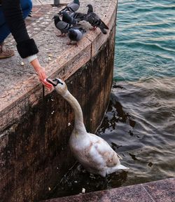 Low section of man perching on swan by lake